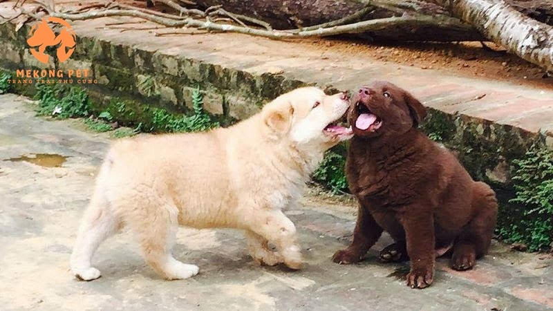 Bán Chó Con Giá Rẻ 500K - Cơ Hội Cho Người Yêu Thú Cưng!